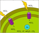 Illustration showing a pump will transport into cells bicarbonate  that will be converted into CO2